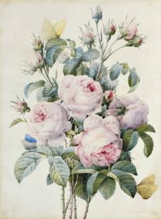 Pierre-Joseph Redoute - Bouquet de roses et papillons