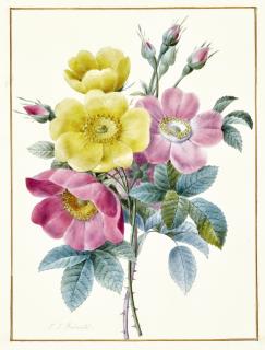 Pierre-Joseph Redouté - Bouquet Of Roses