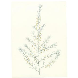 Pierre-Joseph Redouté - Bromella Karatas