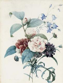 Pierre Joseph Redouté - Camelias; And Camelias