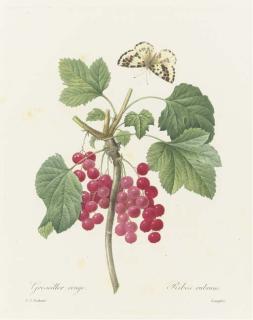 Pierre Joseph Redouté - Choix Des Plus Belles Fleures: Four Plates