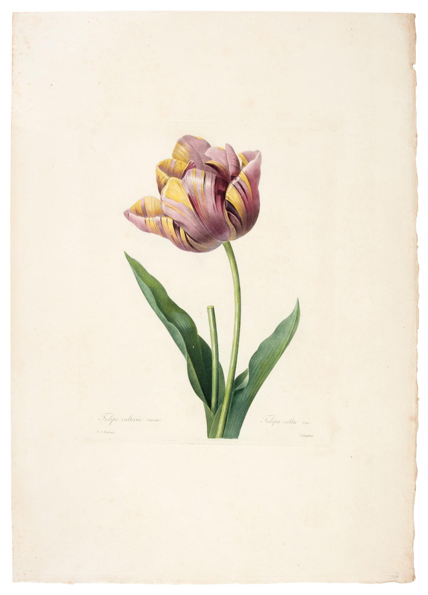 Pierre-Joseph Redouté - Choix des plus belles fleurs, 36 original parts, 1827 [-1833]
