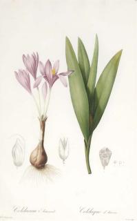 Pierre Joseph Redouté - Colchicum Autunmale; And Amaryllis Lutea: Two Plates