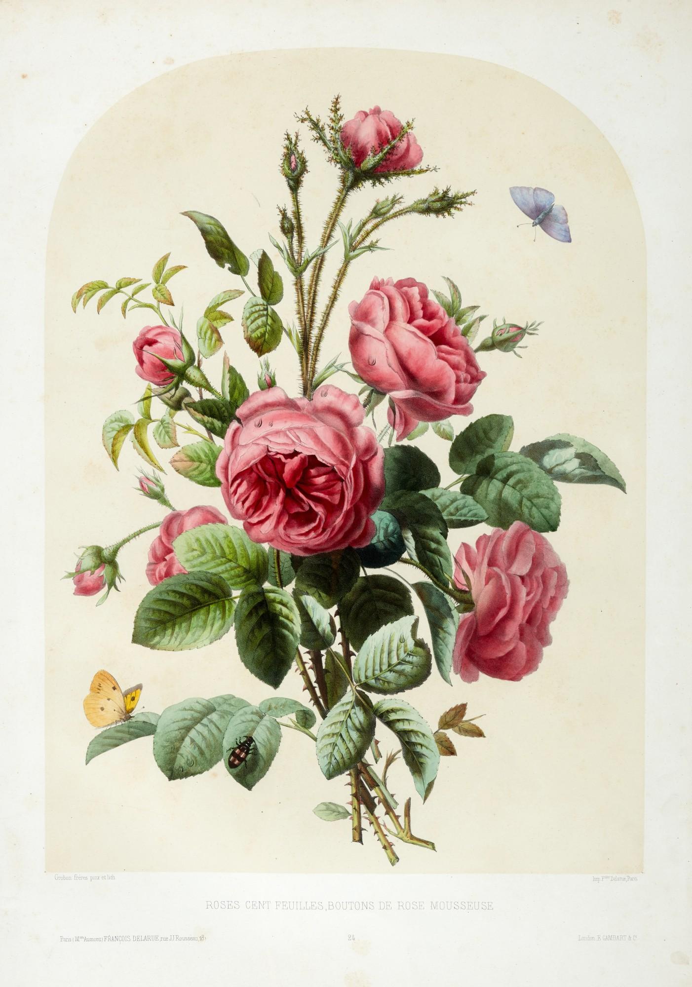 Pierre Joseph Redouté - Collection de beaux bouquets, circa 1850-1855