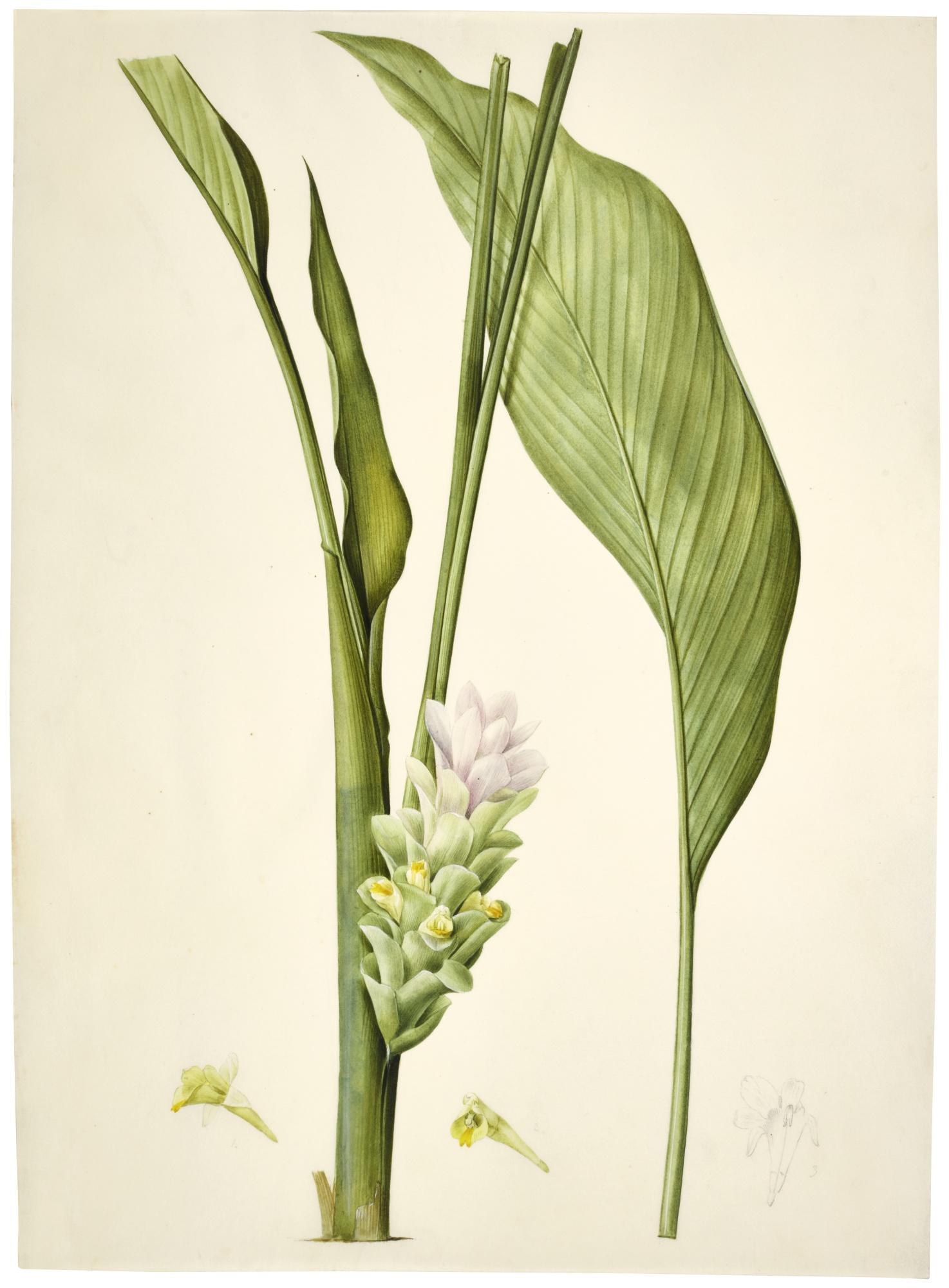 Pierre-Joseph Redouté - Curcuma Long (Curcuma Longa)