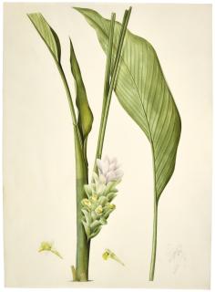 Pierre-Joseph Redouté - Curcuma Long (Curcuma Longa)