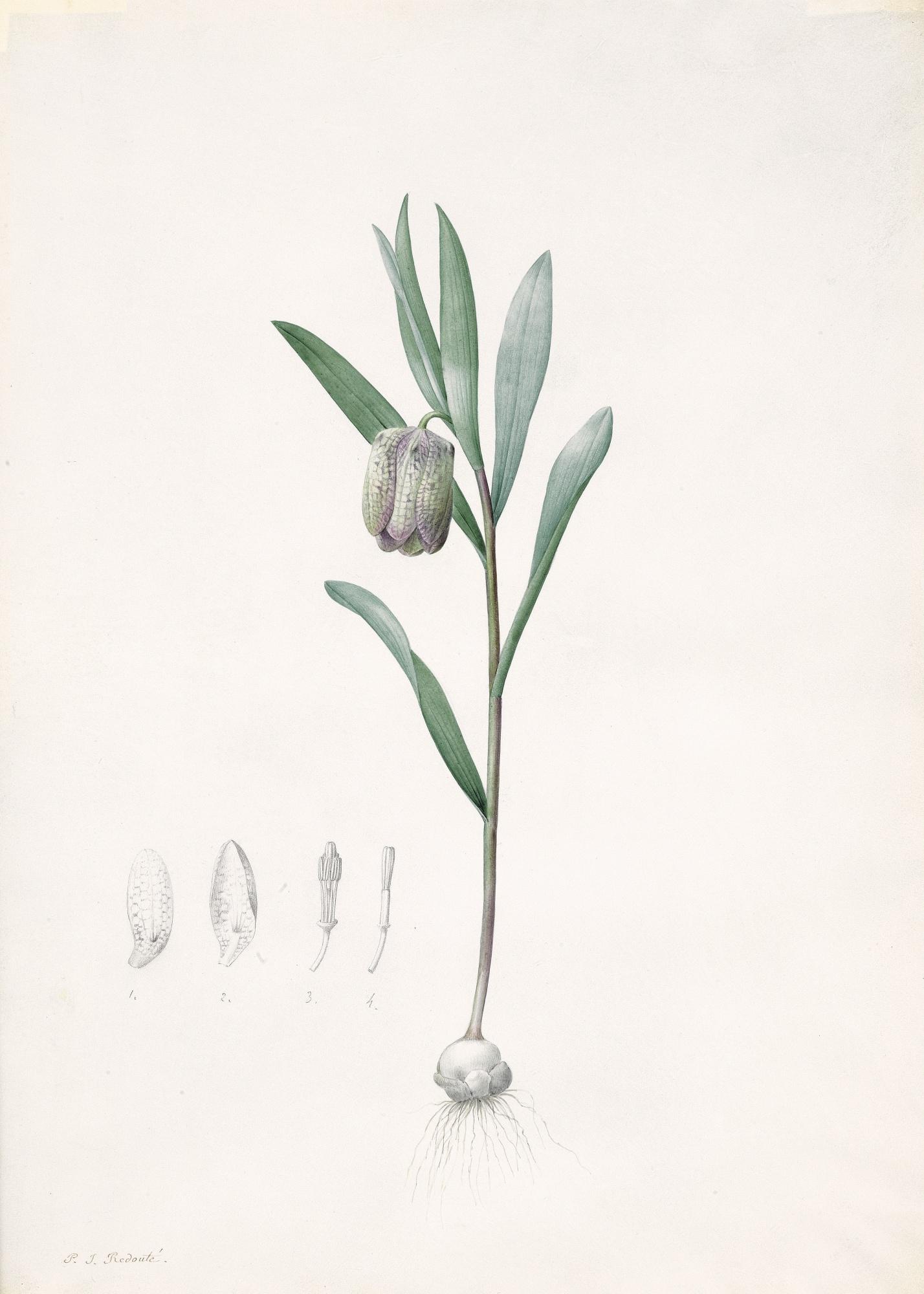 Pierre-Joseph Redouté - Fritillaria Latifolia