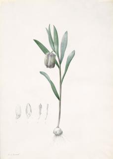Pierre-Joseph Redouté - Fritillaria Latifolia