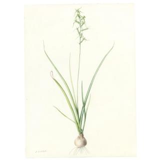 Pierre-Joseph Redouté - Hyacinthus Viridis
