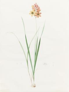 Pierre-Joseph Redouté - Ixia Conica / Ixia Conique