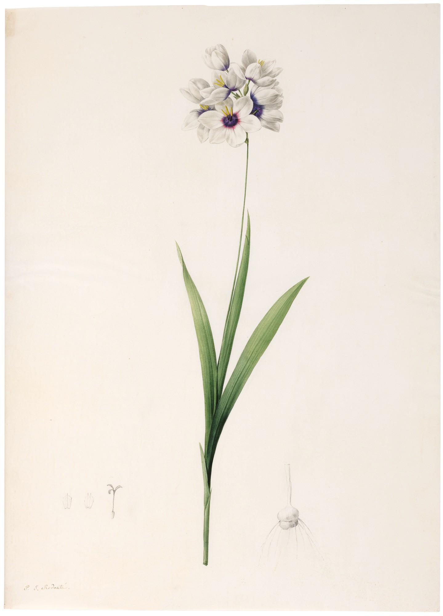 Pierre-Joseph Redouté - Ixia Tachée (Ixia Maculata)