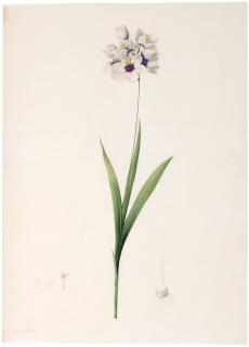 Pierre-Joseph Redouté - Ixia Tachée (Ixia Maculata)