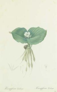 Pierre Joseph Redouté - Kaempferia Galanga From Les Liliacées