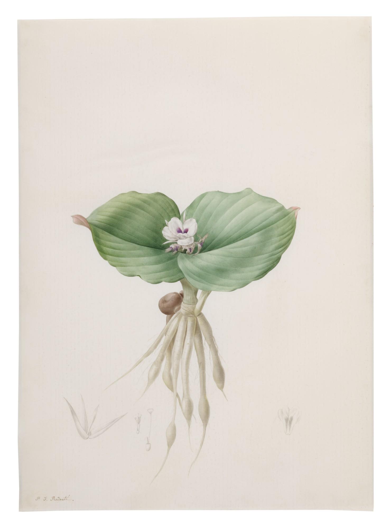 Pierre-Joseph Redouté - Koempferia Galanga (Kempférie Galanga)
