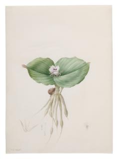 Pierre-Joseph Redouté - Koempferia Galanga (Kempférie Galanga)