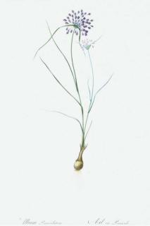 Pierre Joseph Redouté - Les Liliacées: Six Plates