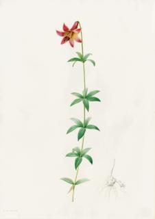 Pierre-Joseph Redouté - Lilium Penduliforum (Canada Lily)
