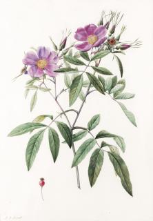 Pierre-Joseph Redouté - Rosa Hudsoniana Salicifolia