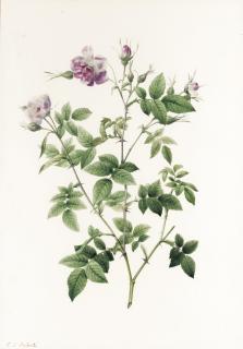 Pierre-Joseph Redouté - Rosa Parvi-Flora