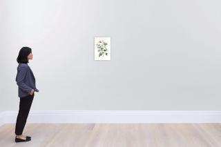 Pierre Joseph Redouté - Rosa Parvi-Flora