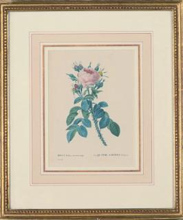 Pierre Joseph Redouté - Roses: Two Plates