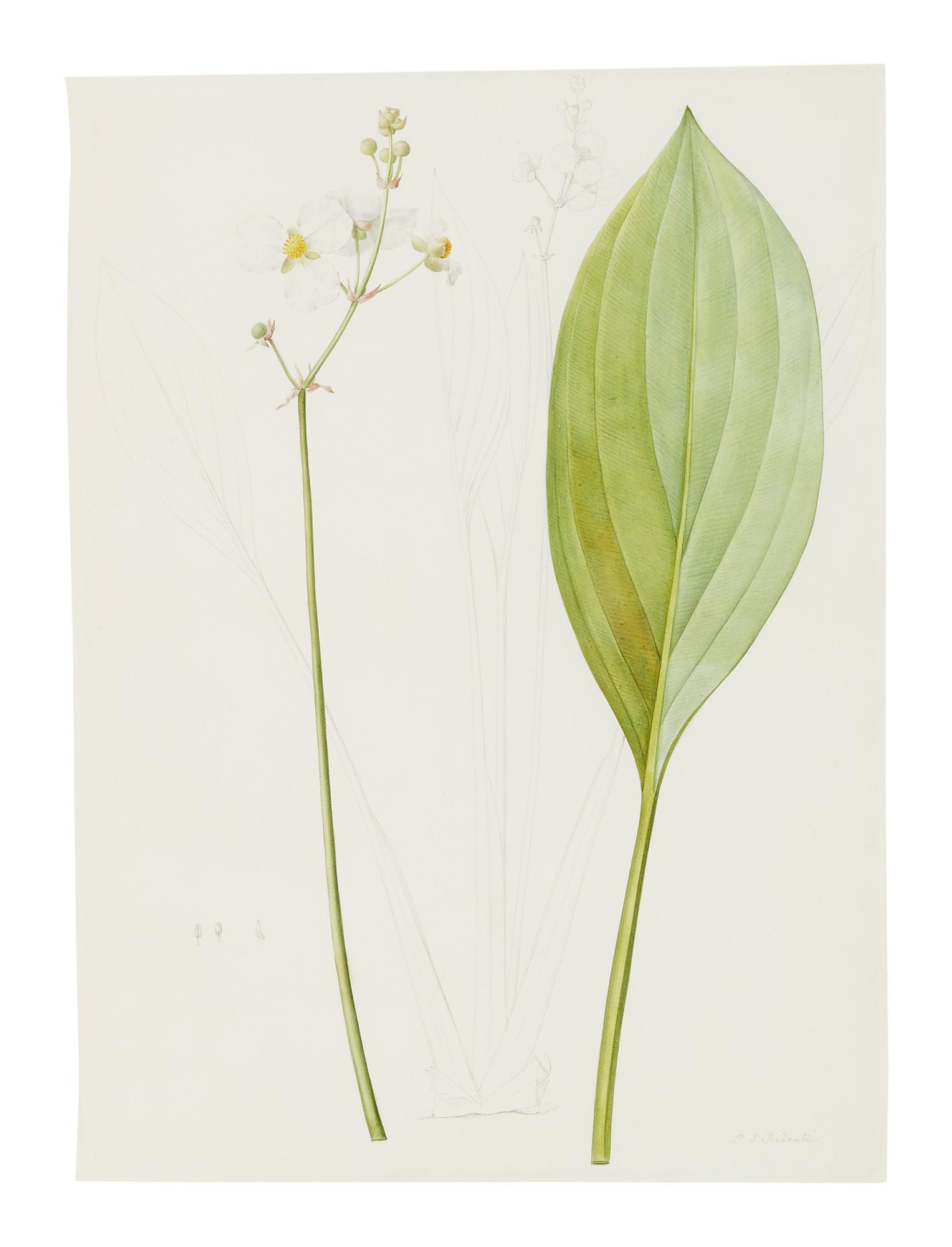 Pierre-Joseph Redouté - Sagittaria Ovata (Sagittaire À Feuilles Ovales)