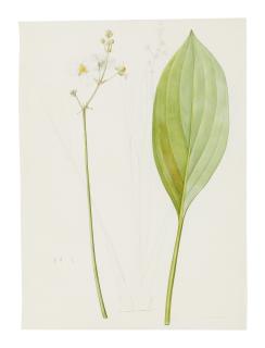 Pierre-Joseph Redouté - Sagittaria Ovata (Sagittaire À Feuilles Ovales)