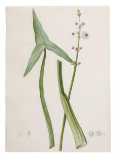 Pierre-Joseph Redouté - Sagittaria Sagittifolia (Sagittaire En Flèche)