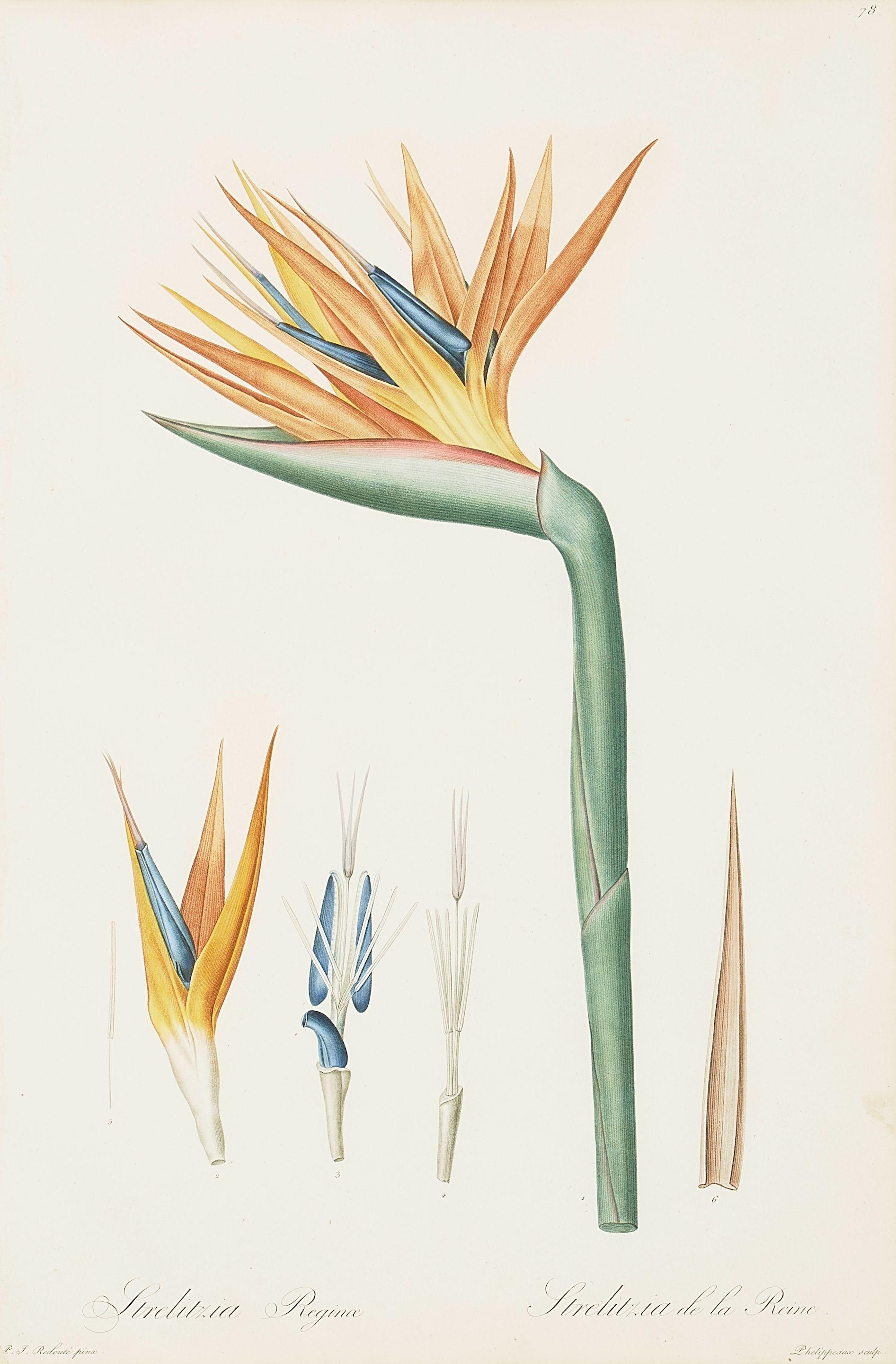 Pierre-Joseph Redouté - Strelitzia Reginae, pl. 78, from Les Liliacées