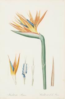 Pierre-Joseph Redouté - Strelitzia Reginae, pl. 78, from Les Liliacées