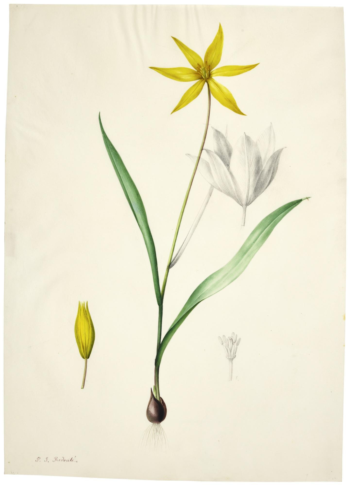 Pierre-Joseph Redouté - Tulipe Sauvage (Tulipa Sylvestris)