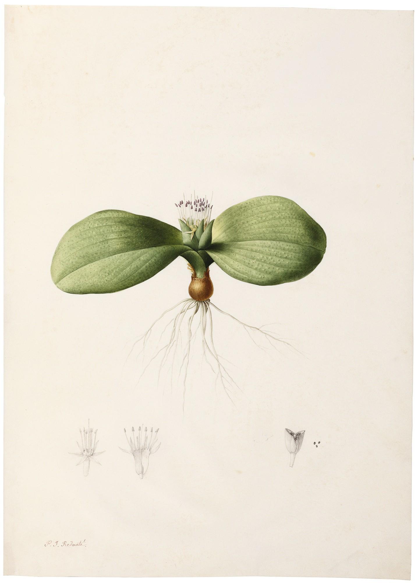 Pierre-Joseph Redouté - Two Botanical Studies From Les Liliacées:  A) Massonia Pustuleuse (Massonia Pustulata) B) Parisette À Quatre Feuilles (Paris Quadrifolia)