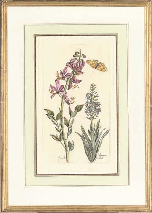 Pierre Vallet - Botanical Studies from Le Jardin du Roy tres Chrestien Henry IV