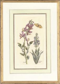 Pierre Vallet - Botanical Studies from Le Jardin du Roy tres Chrestien Henry IV