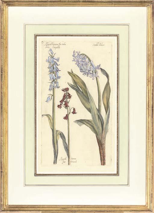 Pierre Vallet - Botanical Studies from Le Jardin du Roy tres Chrestien Henry IV