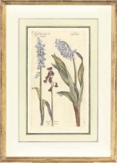 Pierre Vallet - Botanical Studies from Le Jardin du Roy tres Chrestien Henry IV