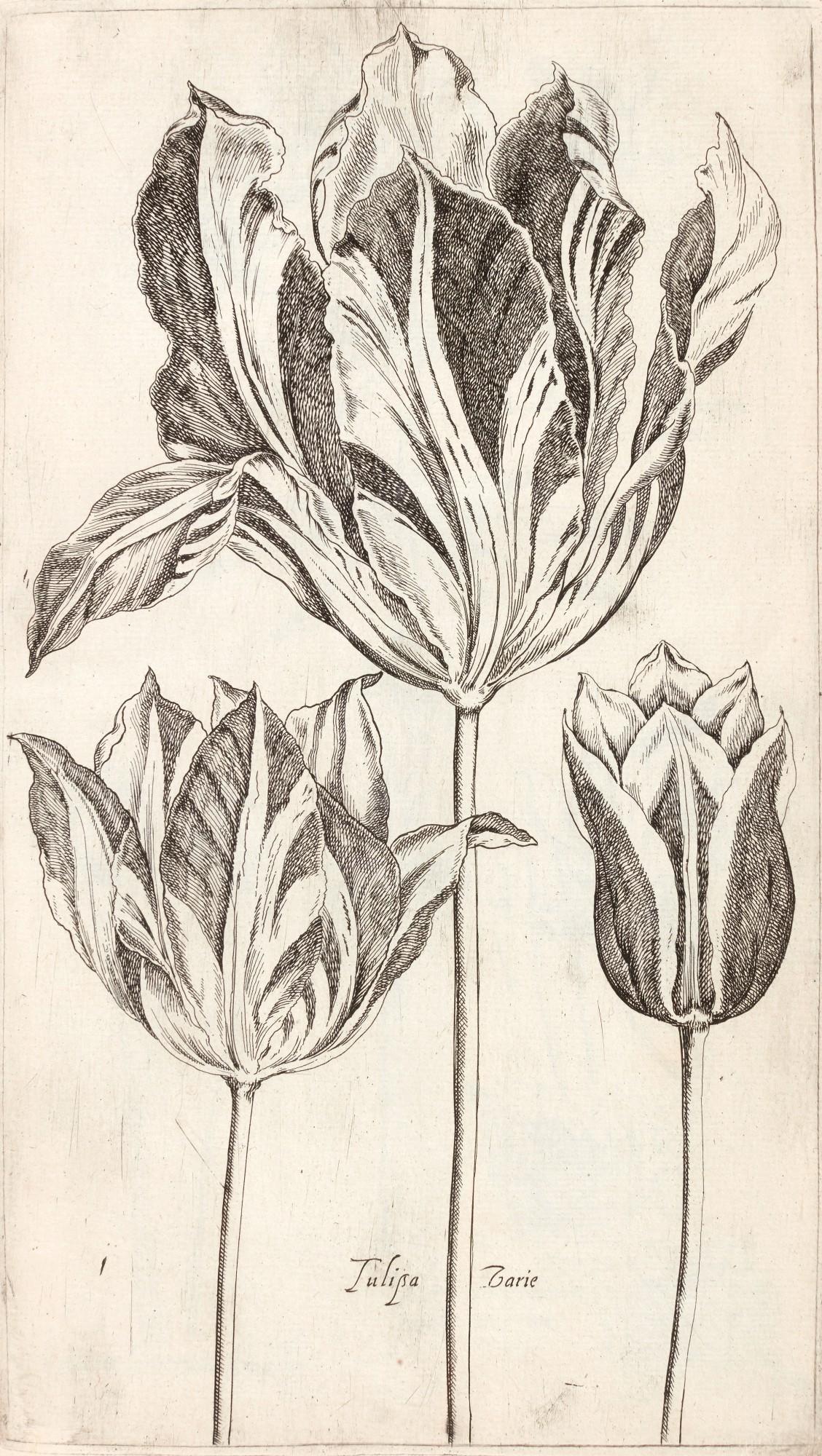 Pierre Vallet - Le Jardin du roy tres chrestien Loys XIII, Paris, 1623