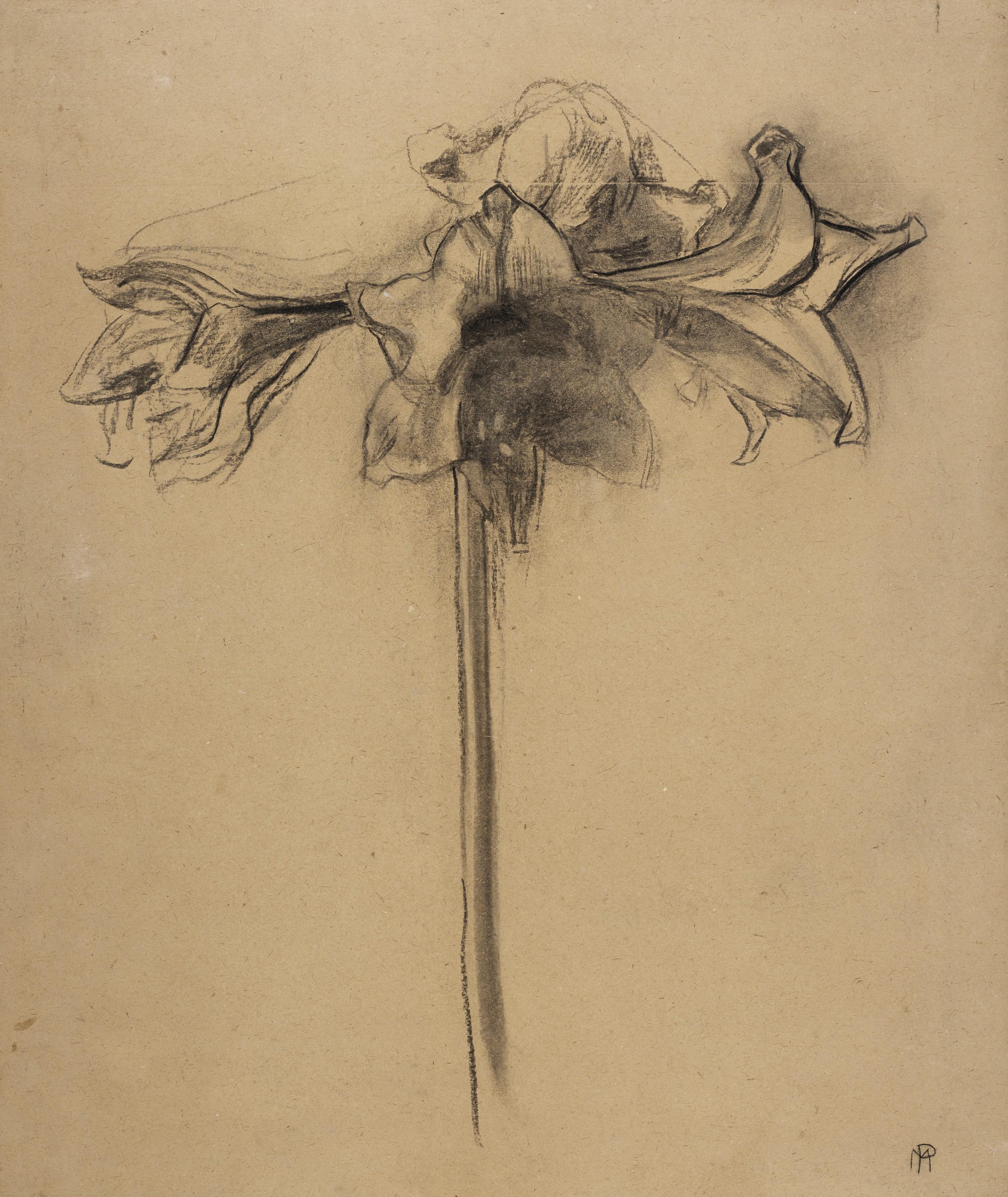 Piet Mondrian - Amaryllis studie