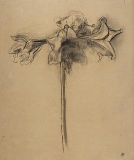Piet Mondrian - Amaryllis studie