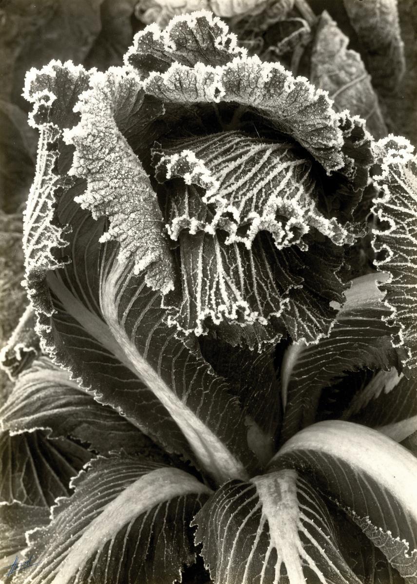 Piet Zwart - »Kohl mit Rauhreif«