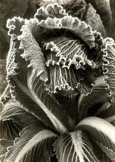 Piet Zwart - »Kohl mit Rauhreif«