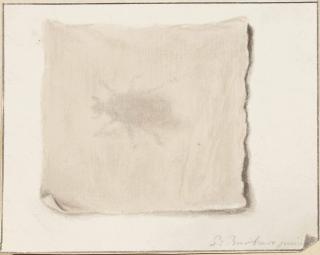 Pieter Barbiers I - A Trompe-L\'Oeil Of A Beetle Under A Cloth