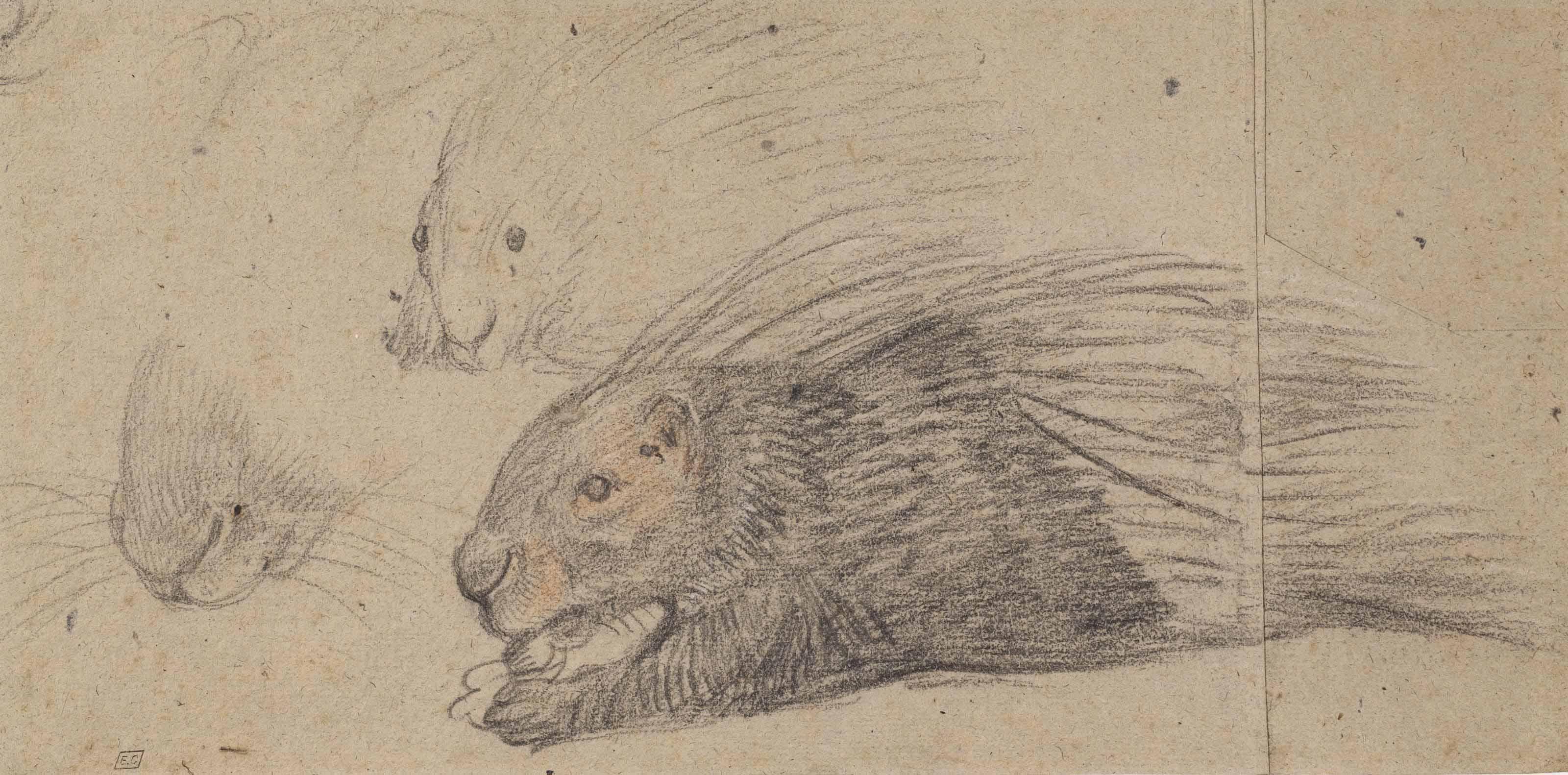 Pieter Boel - A porcupine in profile, with two subsidiary studies of its head
