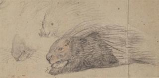 Pieter Boel - A porcupine in profile, with two subsidiary studies of its head
