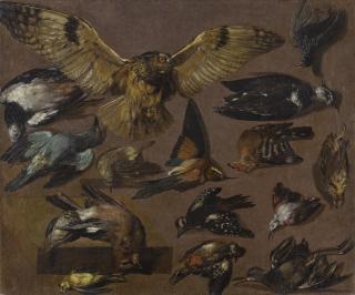 Pieter Boel - Studies Of An Owl And Other Birds