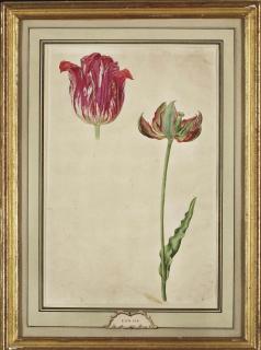Pieter Gerardus van Os - Etude de tulipe