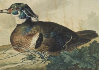 Pieter Gerardus van Os - Un Canard