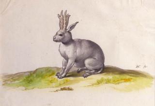 Pieter Holsteijn I - A hail with horns and a tail