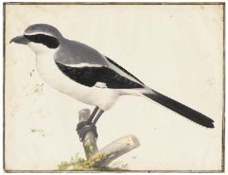 Pieter Holsteijn II - A Great Grey Shrike Lanius excubitor