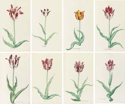 Pieter Holsteijn II - A tulip book: a volume containing 42 drawings of tulips and one added drawing of a tulip, and another drawing of an iris